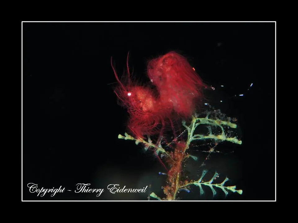 Anilao Macro Dive Media Highlight